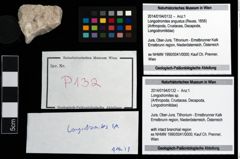 Foto (Objekt + Etikett) von Longodromites sp.  (NHMW-GEO-2014-0194-0132)